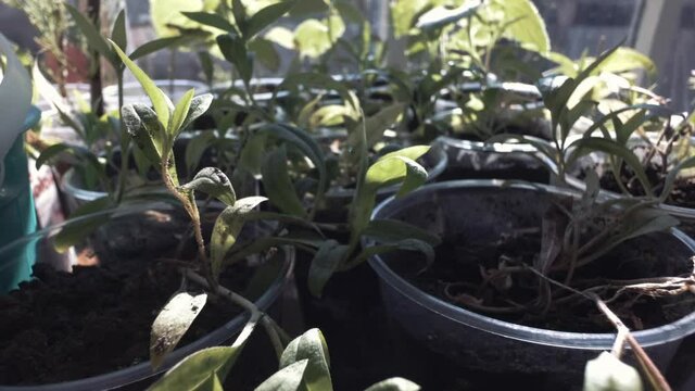 Seedlings before transplanting. Gardening and ecology concept. Green plants close up.