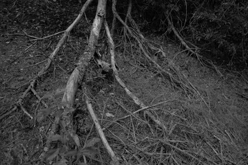 Summer forest. Green leaves and grass. Rest in Poland