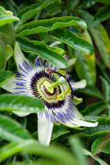 caterpillar on flower