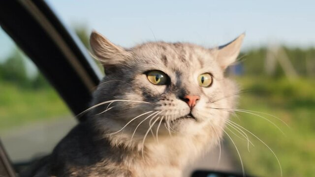 A curious cat looks out of the car window at nature.
