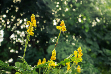 yellow flowers in a field, soft color nature background