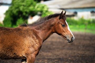 Portrait of a bay foal with a stripe in the paddock