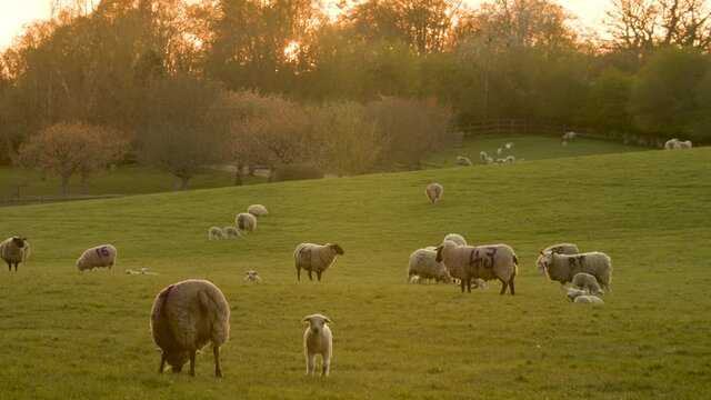 4K video clip sheep and baby lambs playing in a field on a farm at sunset or sunrise