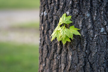 Spring leaves on a tree