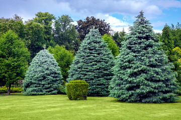 coniferous trees on a lawn with a lawn and a trimmed bush in a park with deciduous trees, summer green nature landscape with clouds in the sky.