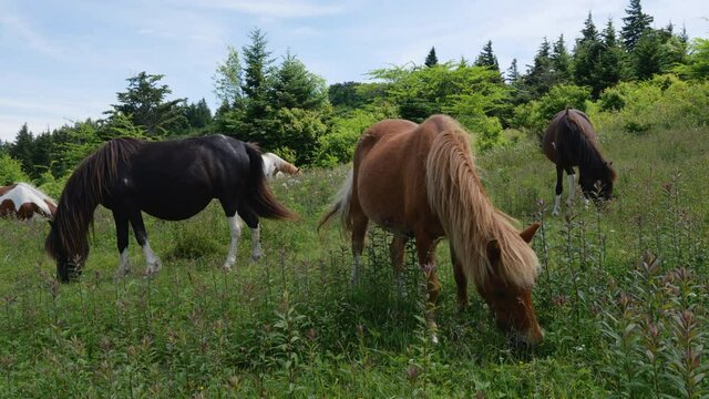 Herd of Wild Horses Grazing on the Appalachian Trail