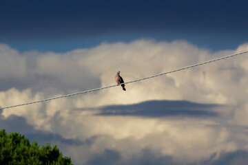 A dove resting