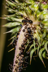 Macro of a biological fight