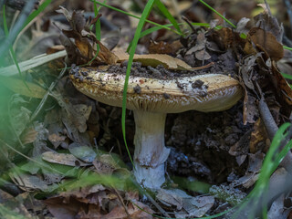 Determined Mushroom pushing up its way up though soil