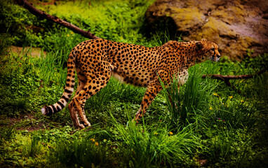 Cheetah