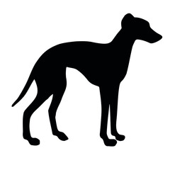 Vector hand drawn Italian greyhound dog silhouette isolated on white background