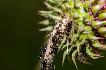 Macro of a biological fight