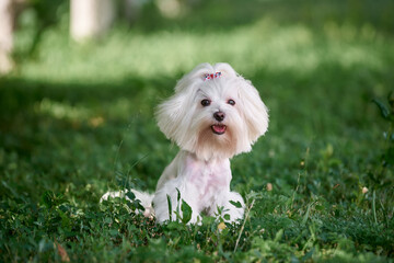 Small dog maltese sits in a grass