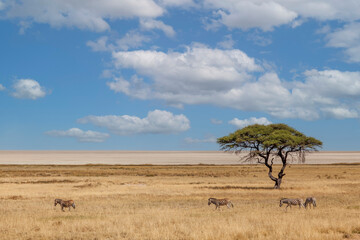 Fototapeta na wymiar Zebras vor der Etosha-Pfanne, Namibia