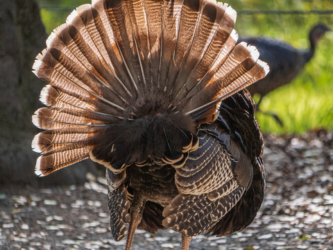 Rio Grande Wild Turkey Displaying Tail Feathers To Attract Female