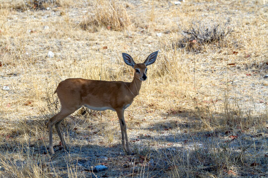 Steinb&ouml;ckchen (Raphicerus campestris), Namibia