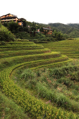 Longji rice terraces in China