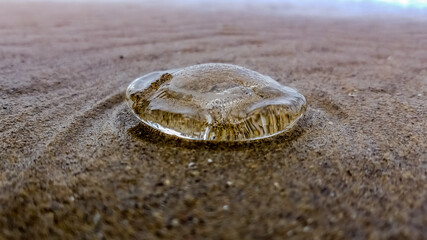 Beached Jellyfish