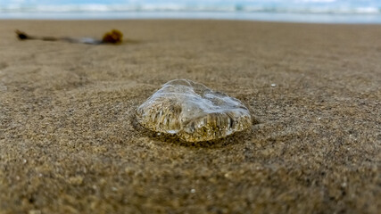 Fototapeta na wymiar Beached Jellyfish