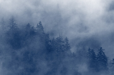 霧の森の背景