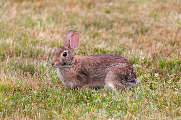Common Brown Rabbit