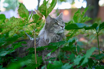 Naklejka na ściany i meble Main coon cat in the grass.