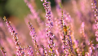 Obraz na płótnie Canvas Bee and lavender blossom flowers