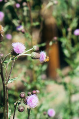 Bee on a Thistle