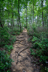 footpath in the woods