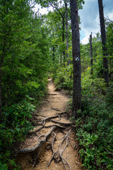 footpath in the woods