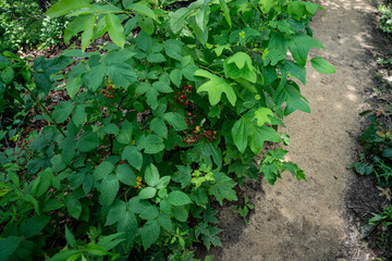 berries in the woods