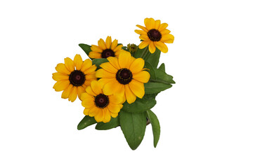 白背景のルドベキアの花束