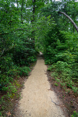 footpath in the woods
