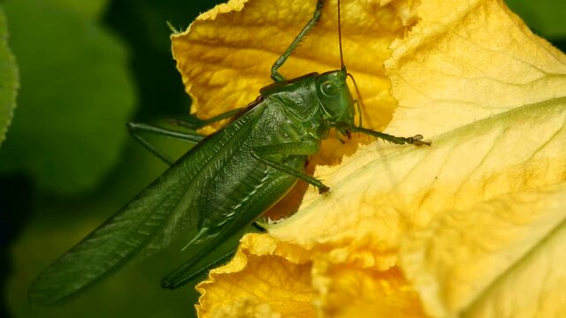 Sauterelle sur fleur jaune.