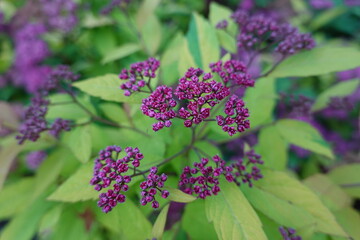 Spiraea japonica, the Japanese meadowsweet or Japanese spiraea, is a plant in the family Rosaceae.