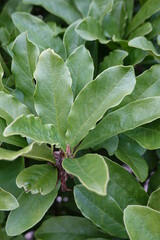 Close-up Magnolia stellata (star magnolia) leaves. This plant is a slow-growing shrub or small tree native to Japan.