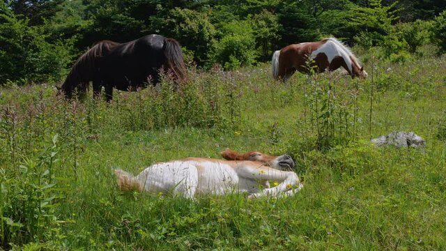 Sleeping Wild Foal Baby Horse in the Appalachian Mountains