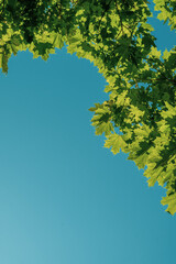 Fototapeta na wymiar Green maple leaves on a blue background. Tree branches with leaves and blue sky. Summer. Day.