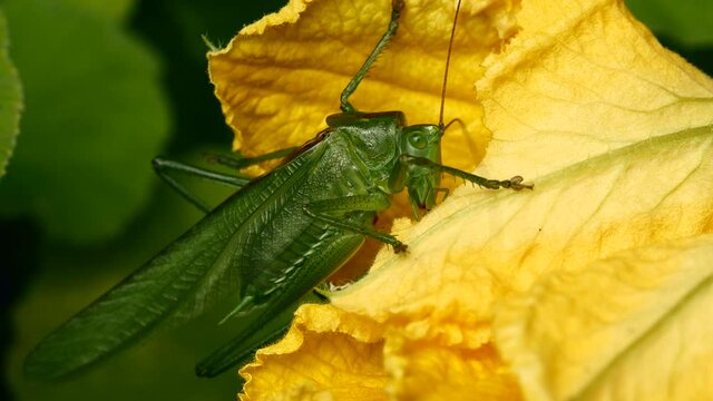 Sauterelle sur fleur jaune.