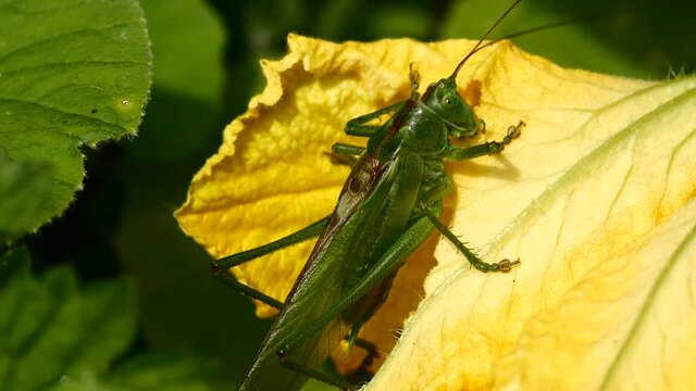 Sauterelle sur fleur jaune.