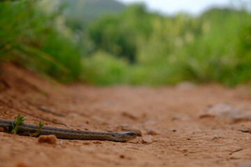 Garter Snake in Matthews Winters Park in Golden Colorado