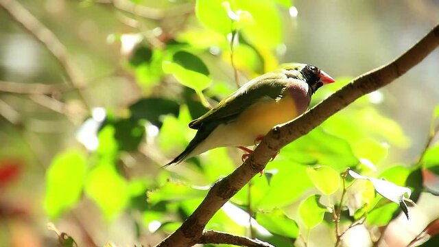 A Gouldian finch singing on the branch and flying away