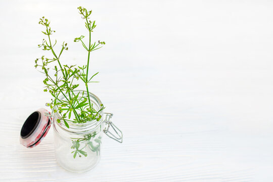 Galium aparine cleavers in transparent jar on white wooden table. bouquet of clivers, goosegrass and grip grass.