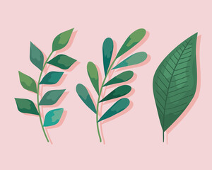 plant leaves set