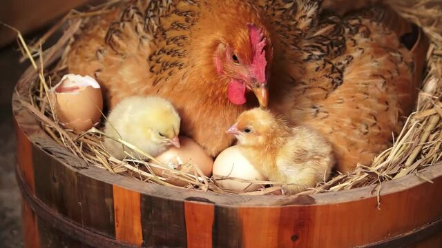 The hen with the chicks pecking eggshell to help the unshelled chicks