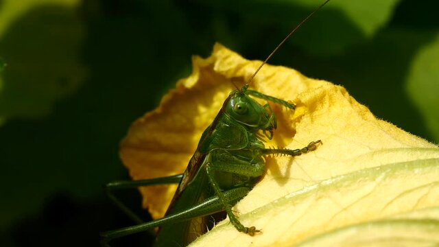 Sauterelle sur fleur jaune.