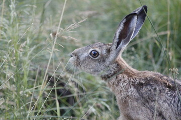 Fototapeta premium rabbit in the grass