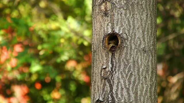 The tree sparrow seeing a natural hole in the tree and going to build a nest