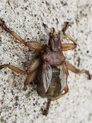 cockroach on wood