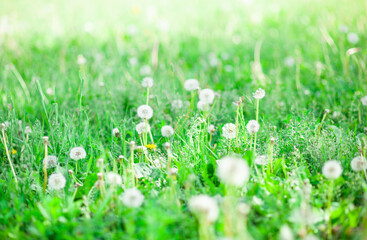 Dandelion flower floral field. Blurred natural background. Selective focus
